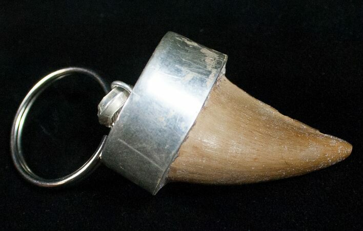 Authentic Fossil Mosasaurus Tooth Keychain #11143